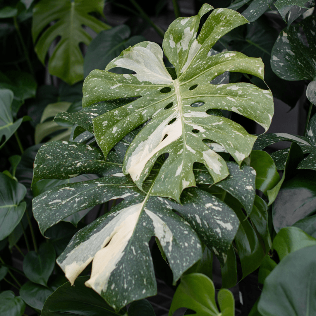 Variegated Monstera leaf with white and green patterns, surrounded by lush green foliage.