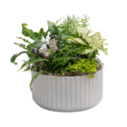 Lush indoor plants in a white pot with a butterfly decoration. Perfect for home decor and nature lovers.