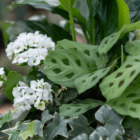 White flowers surrounded by lush green leaves in a vibrant garden setting.