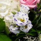 Close-up of vibrant lisianthus with purple-edged petals in a floral arrangement with lush green leaves.