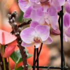 Pink orchids in full bloom with a blurred orange background, showcasing their vibrant petals and intricate details.