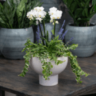 Elegant potted arrangement with white orchids, lavender, and lush greenery on a wooden table.
