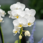 White orchids in bloom with delicate petals and yellow centers, set against a soft-focus garden background.