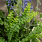 Close-up of vibrant green fern leaves with purple flowers in the background, showcasing garden foliage.