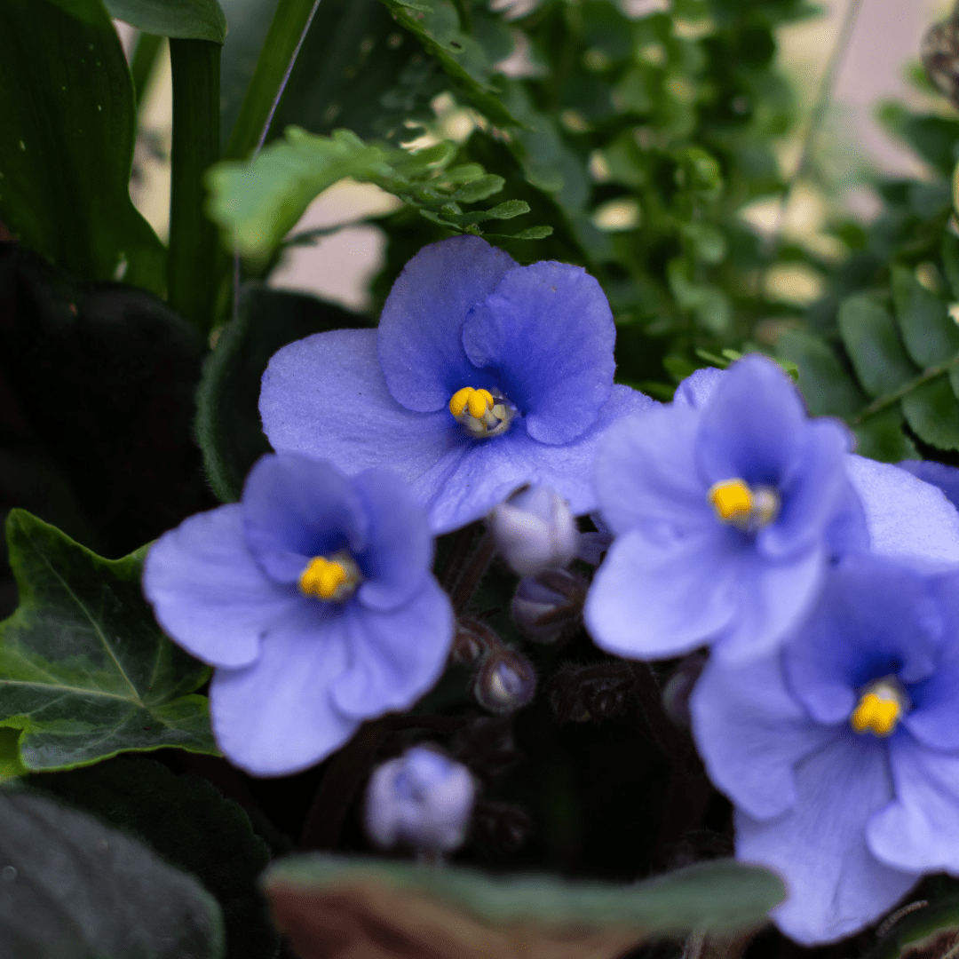 Close-up of vibrant purple African violets in bloom, surrounded by lush green leaves.