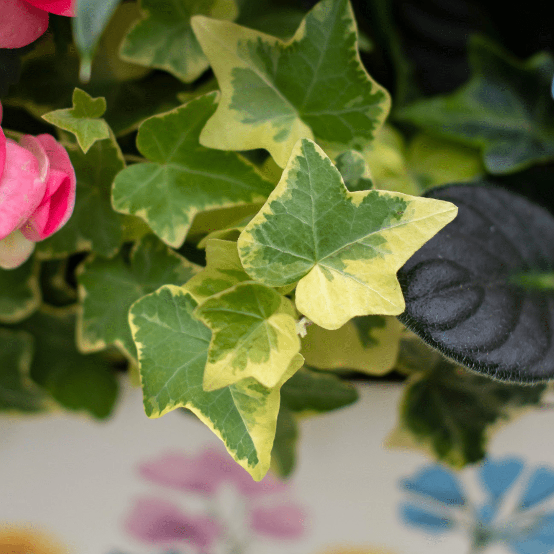 Variegated ivy leaves with vibrant pink blossoms in a lush garden setting.
