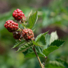 A close-up of ripening red raspberries on a raspberry bush.