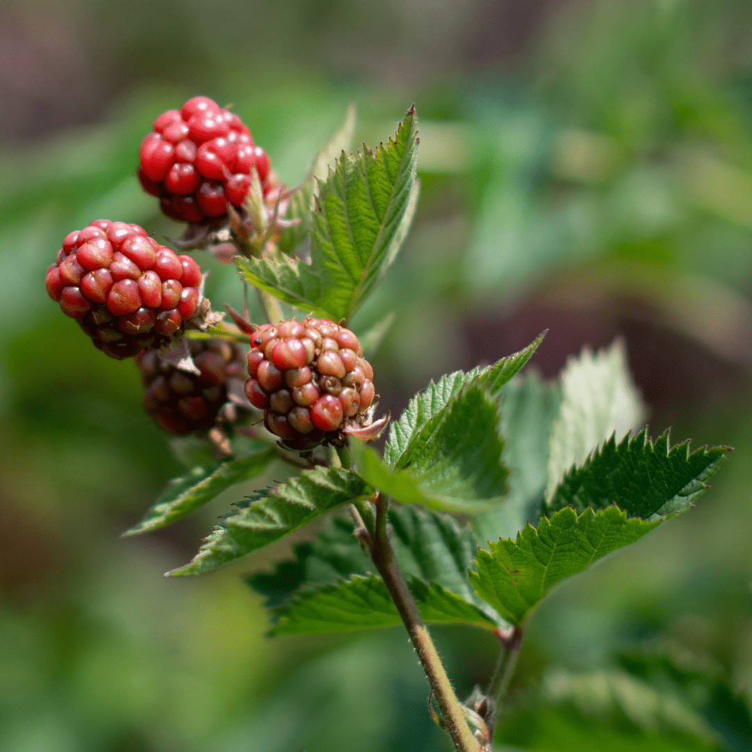 198 A close-up of ripening red raspberries on a raspberry bush.