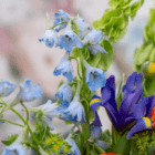 Close-up of vibrant blue and purple flowers with green foliage, showcasing a colorful and fresh floral arrangement.
