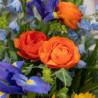 Vibrant bouquet of orange ranunculus with blue irises and greenery, showcasing a colorful floral arrangement.