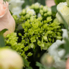 A close-up of a lime green hydrangea in a floral arrangement.
