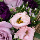 A close-up of a light pink lisianthus in a floral arrangement.