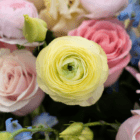 A close-up of a pale yellow ranunculus in a fresh floral arrangement.