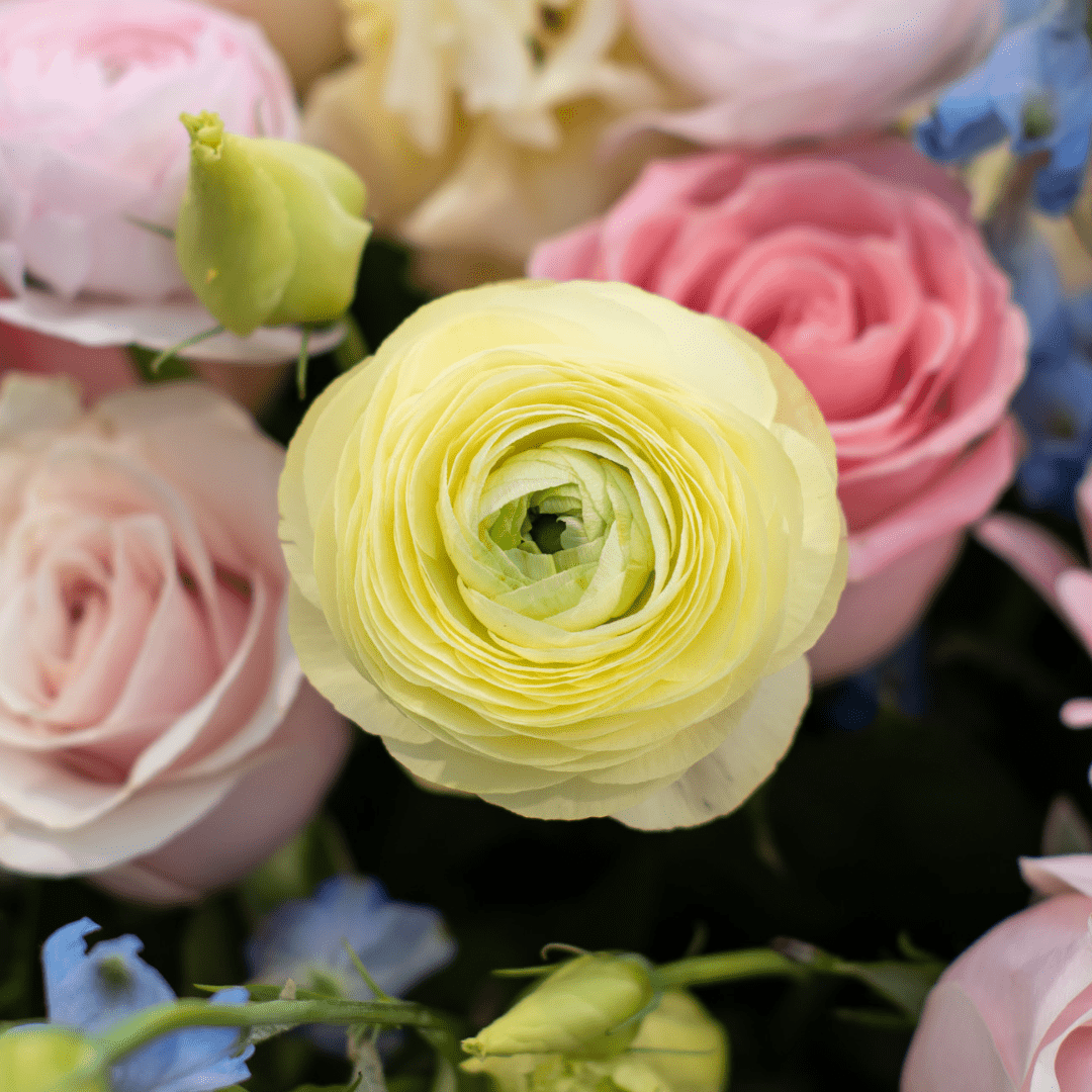A close-up of a pale yellow ranunculus in a fresh floral arrangement.