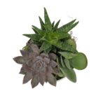 Vibrant succulent arrangement with aloe, echeveria, and kalanchoe in a white pot, perfect for indoor decor.