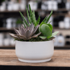 Succulent arrangement in a white pot on a wooden table, showcasing various plant textures and colors.