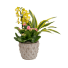 Orchid arrangement in textured pot with green foliage and pink flowers, vibrant indoor decor.