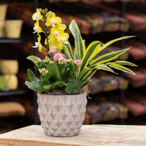 Foliage & Flowering