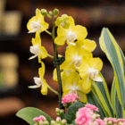 Yellow orchids and pink flowers in a vibrant floral arrangement, close-up view.