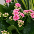 Close-up of blooming pink Kalanchoe flowers with lush green leaves in a garden setting.