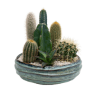 A cacti planter in a shallow blue bowl with decorative stones around.