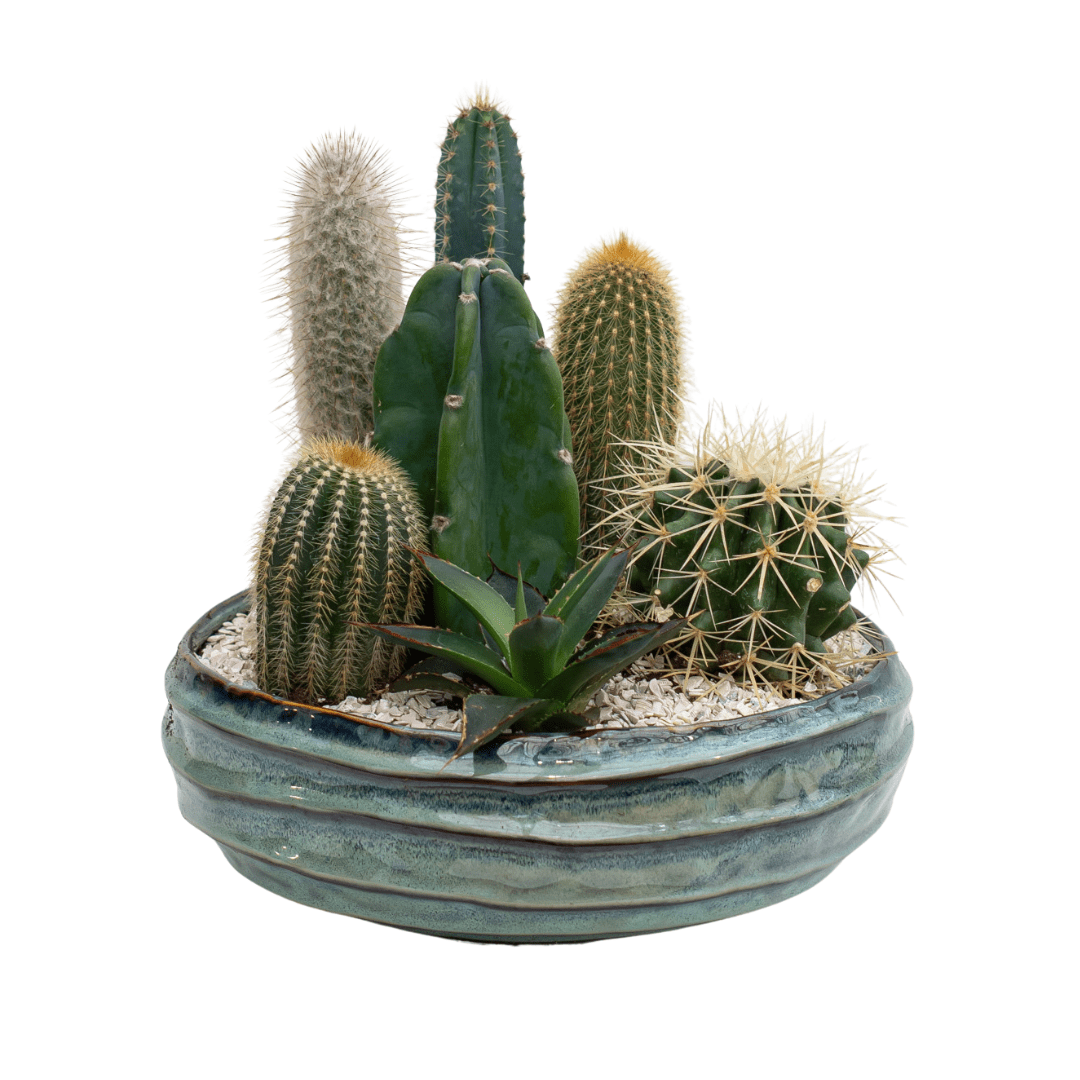 60 A cacti planter in a shallow blue bowl with decorative stones around.