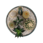A view from above of a cacti planter in a shallow blue bowl with decorative stones around.
