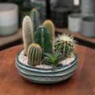 A cacti planter in a shallow blue bowl with decorative stones around. It sits on a wooden table.
