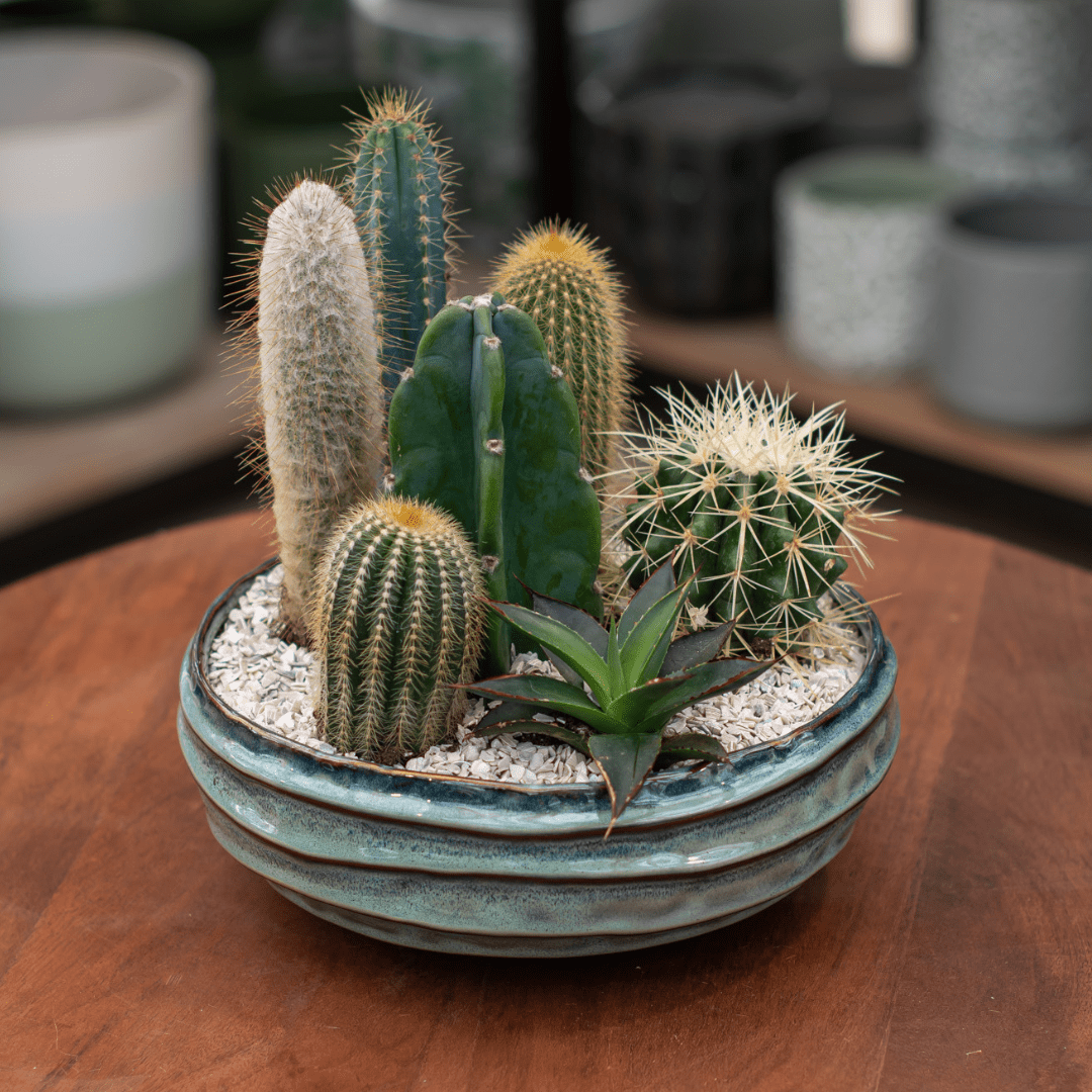 A cacti planter in a shallow blue bowl with decorative stones around. It sits on a wooden table.