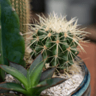 A close-up of a spiky cactus in a cacti planter.