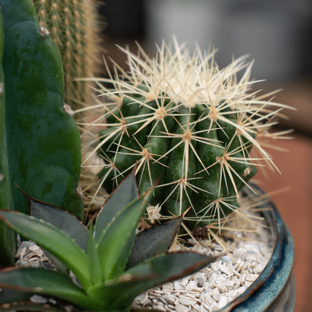 A close-up of a spiky cactus in a cacti planter.