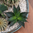 A close-up of a spiky cactus in a cacti planter.