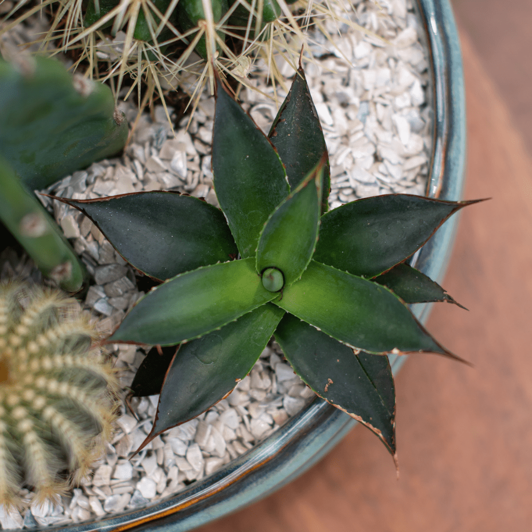 A close-up of a spiky cactus in a cacti planter.