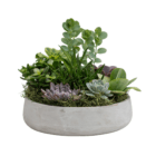 A succulent planter in a shallow stone-coloured bowl with decorative green moss around.