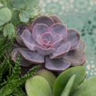 A close-up of a purple succulent in an indoor mixed planter.
