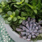 A close-up of green and purple succulents in an indoor mixed planter.
