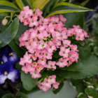 A close-up of a pink kalanchoe in an indoor mixed planter.
