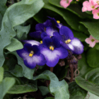 A close-up of a purple African violet in an indoor mixed planter.