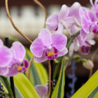A close-up of a purple/pink Phalaenopsis orchid flower in an indoor mixed planter.