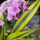 A close-up of a lime green dracaena leaf in an indoor mixed planter.
