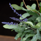 A close-up of faux purple lavender stems in an indoor mixed planter.