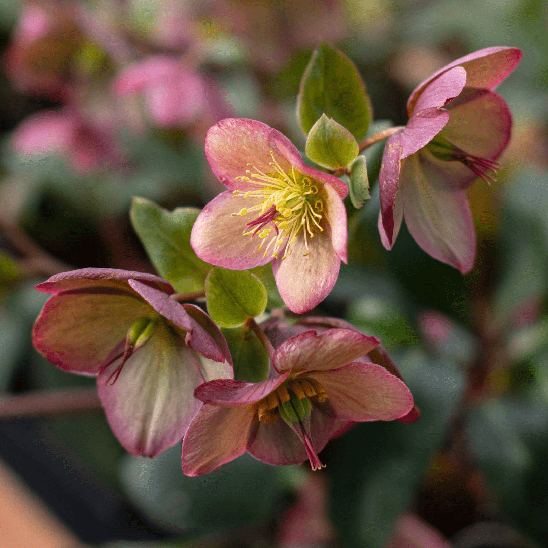 Pink hellebore flowers blooming in a garden, showcasing vibrant petals and a soft background for a serene atmosphere.