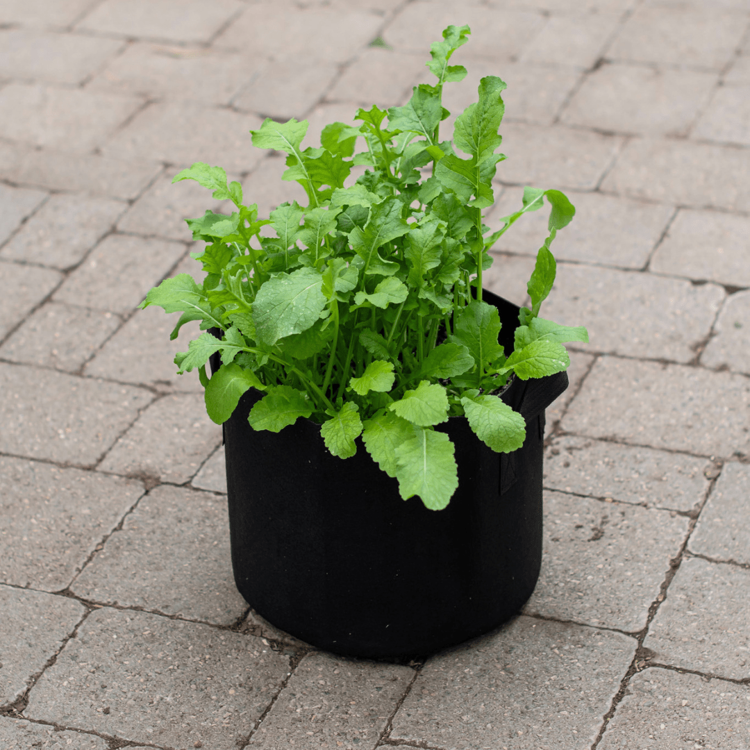 Potted green leafy plant on a brick patio, showcasing fresh garden growth in a black fabric container.