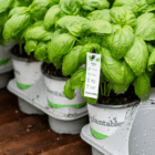 White plastic pots filled with lush basil plants line a white plastic tray on a wooden table.