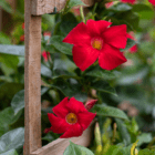 An image of two red Dipladenia blooms on a wooden trellis. Other closed flower buds surround it.