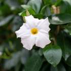 An image of a white Dipladenia bloom. Other closed flower buds surround it.