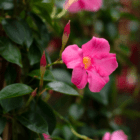 An image of a bright pink Dipladenia bloom. Other closed flower buds surround it.