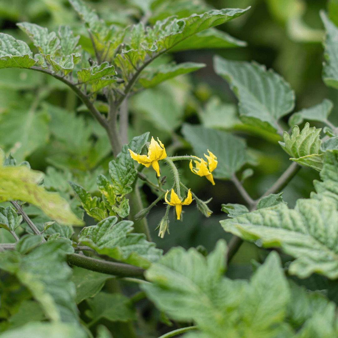 206 An image of tiny yellow flowers blooming on a green tomato plant.