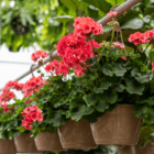 An image of five 10" brown plastic hanging baskets hanging in a row on a silver metal pole. They all have coral-coloured geraniums in them.