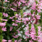 An image of light pink scaevola blooms in a hanging basket.